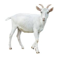 http://atiyasfreshfarm.com/public/storage/photos/1/Category/Goat123.jpg